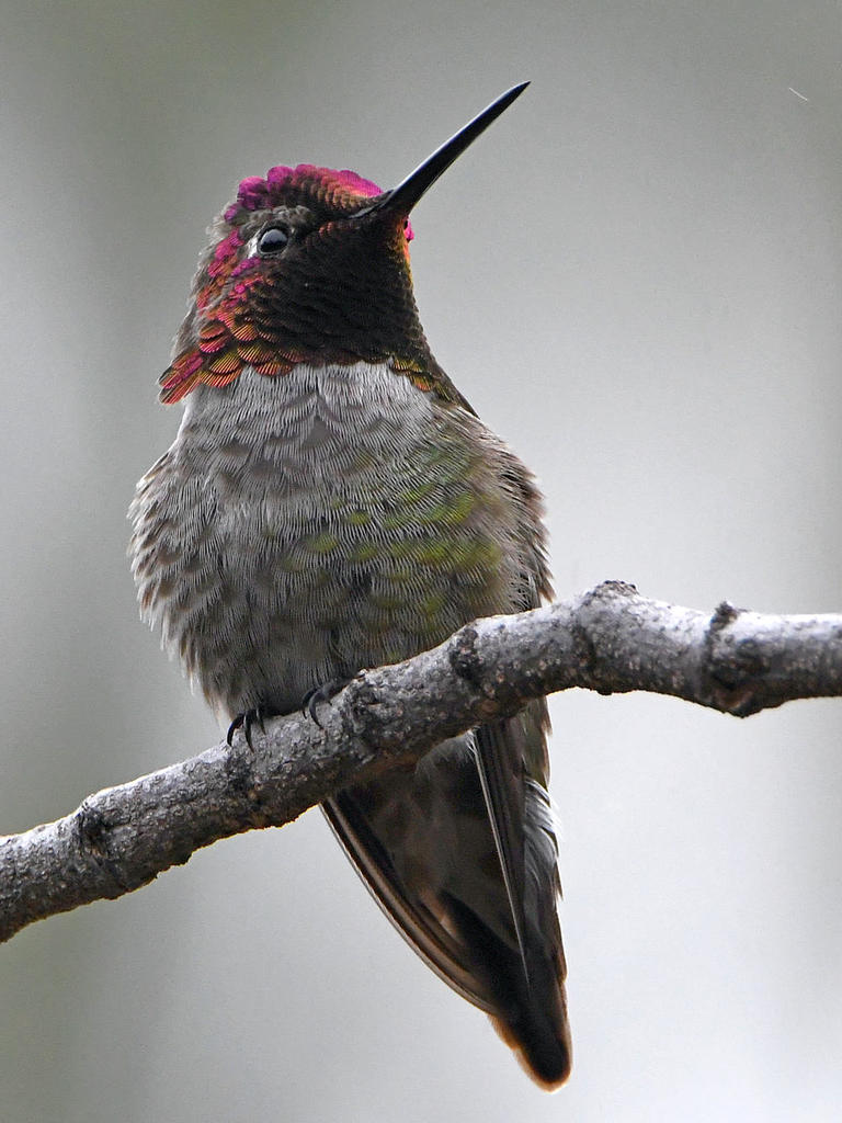 Hummer4.jpg