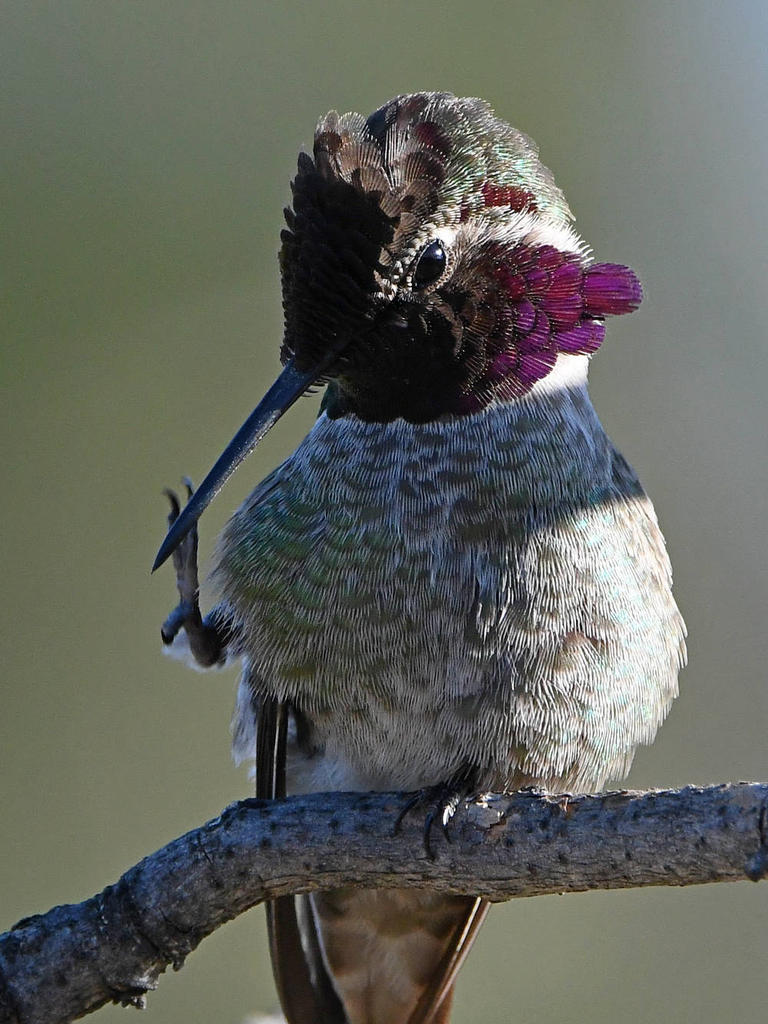 Hummer4.jpg