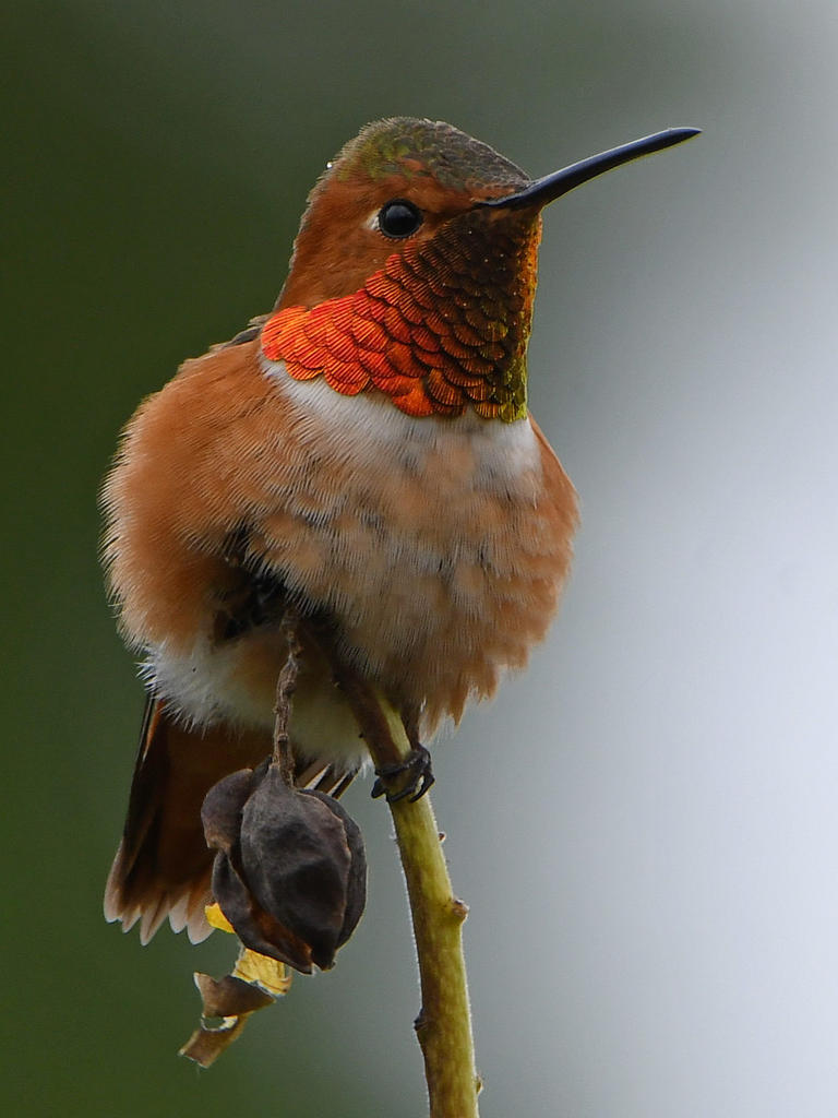 Hummer4.jpg