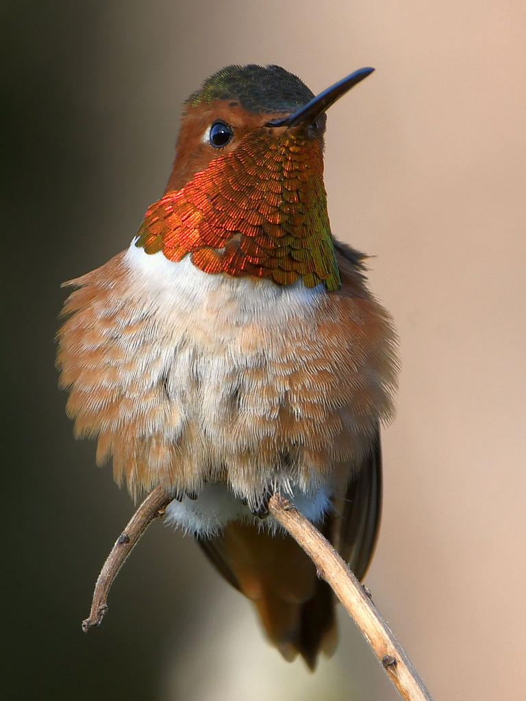 Hummer4.jpg