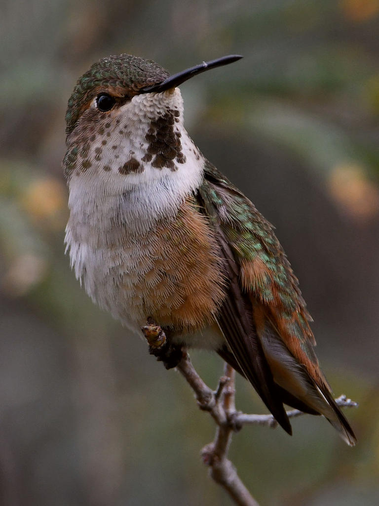 Hummer4.jpg