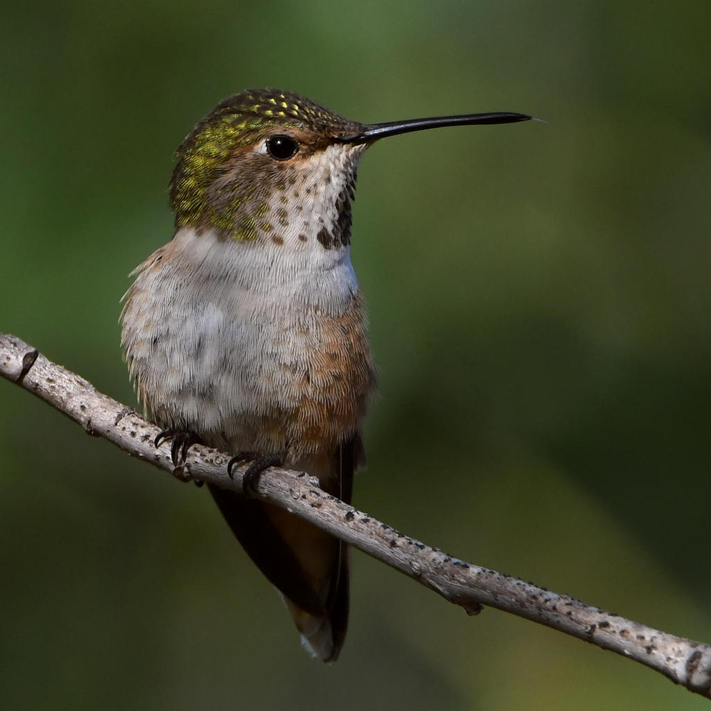 Hummer4.jpg