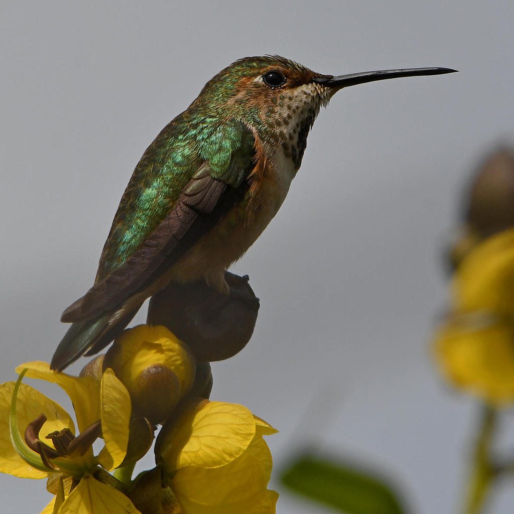 Hummer4.jpg