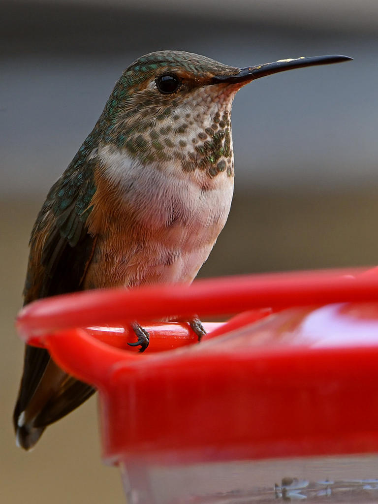 Hummer4.jpg