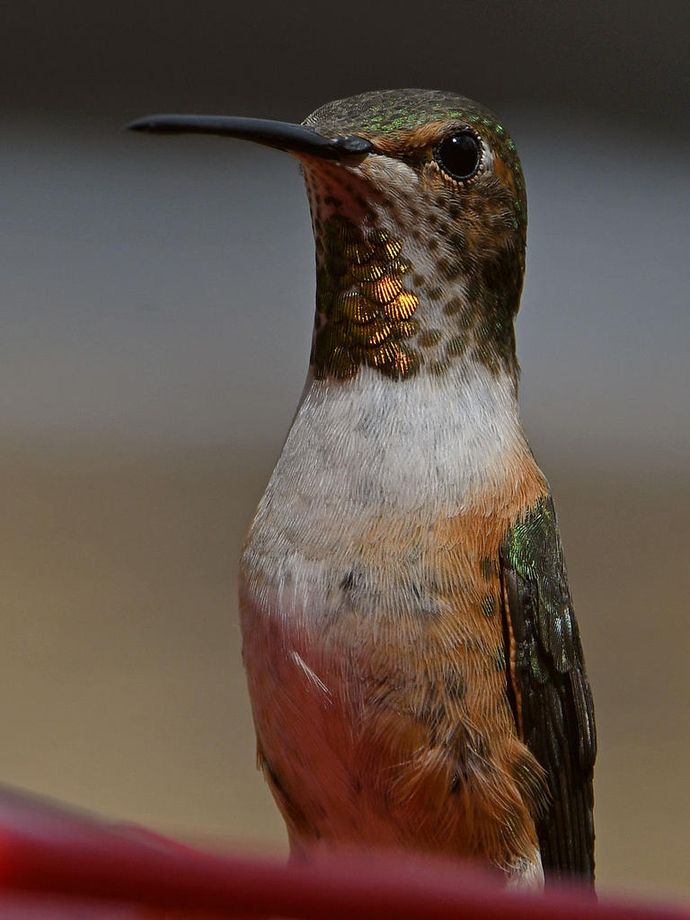 Hummer4.jpg