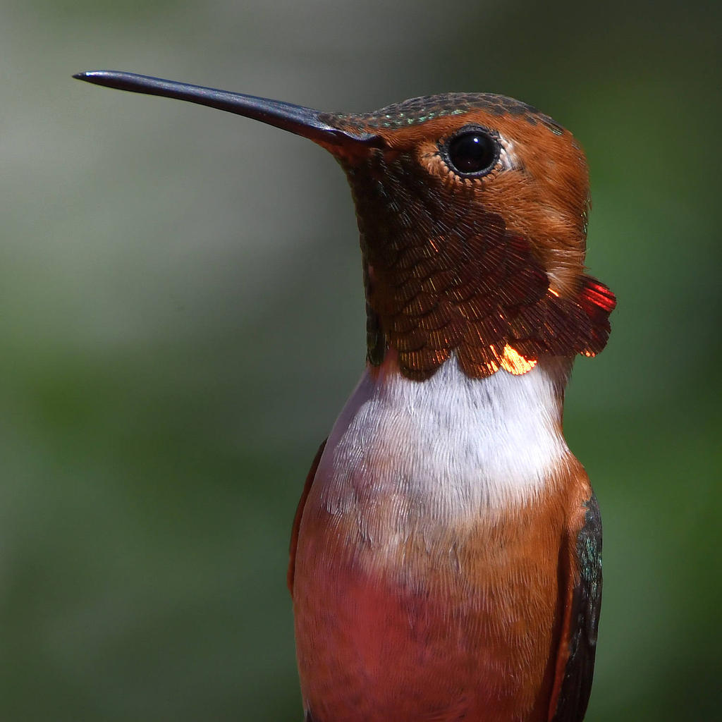 Hummer4.jpg