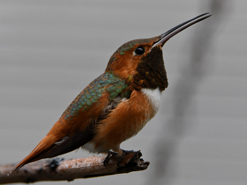 Hummer4.jpg