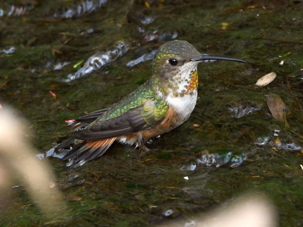 Hummer4.jpg