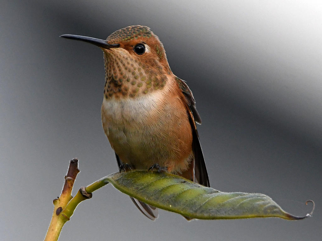 Hummer4.jpg