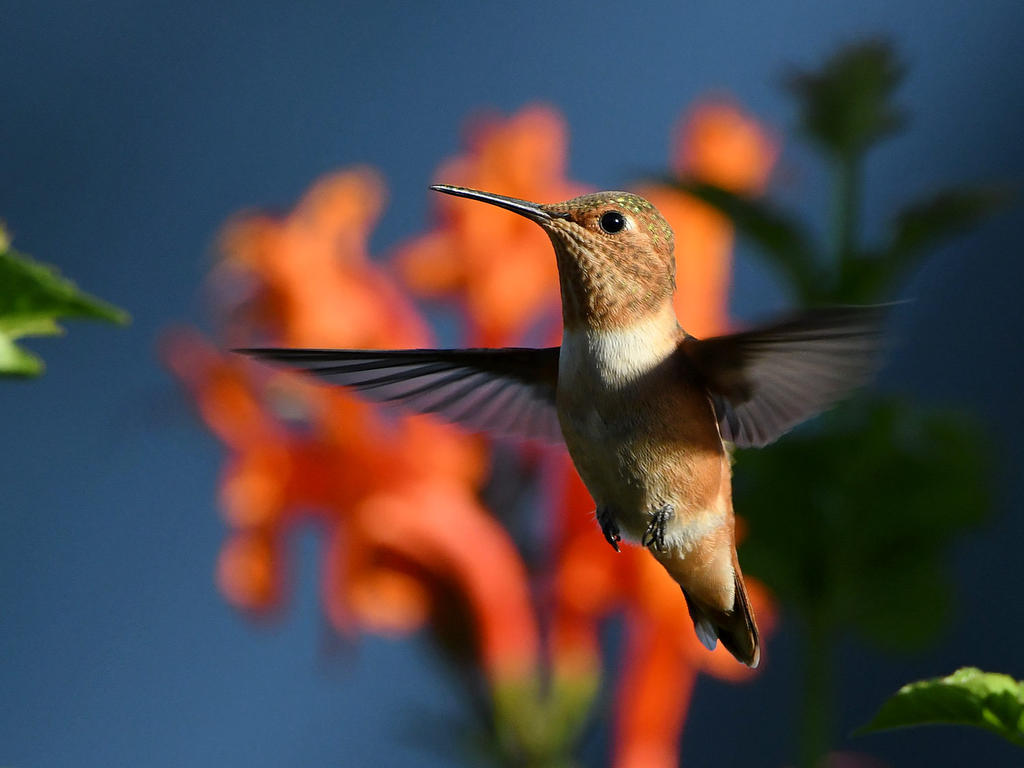 Hummer4.jpg