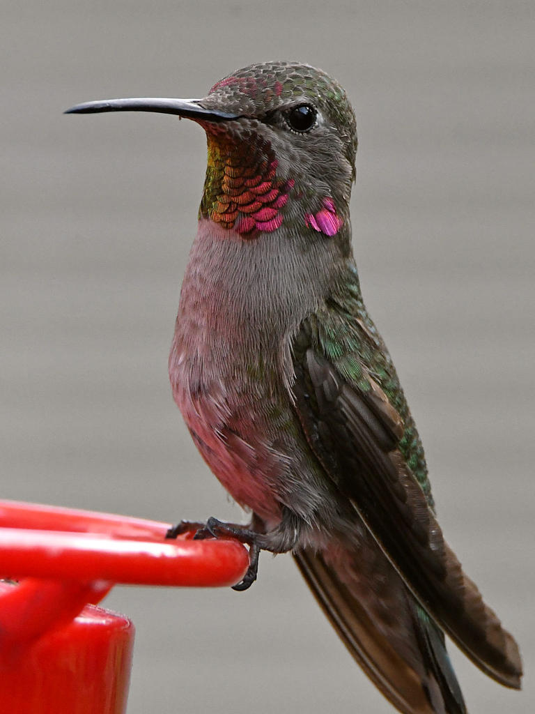Hummer4.jpg
