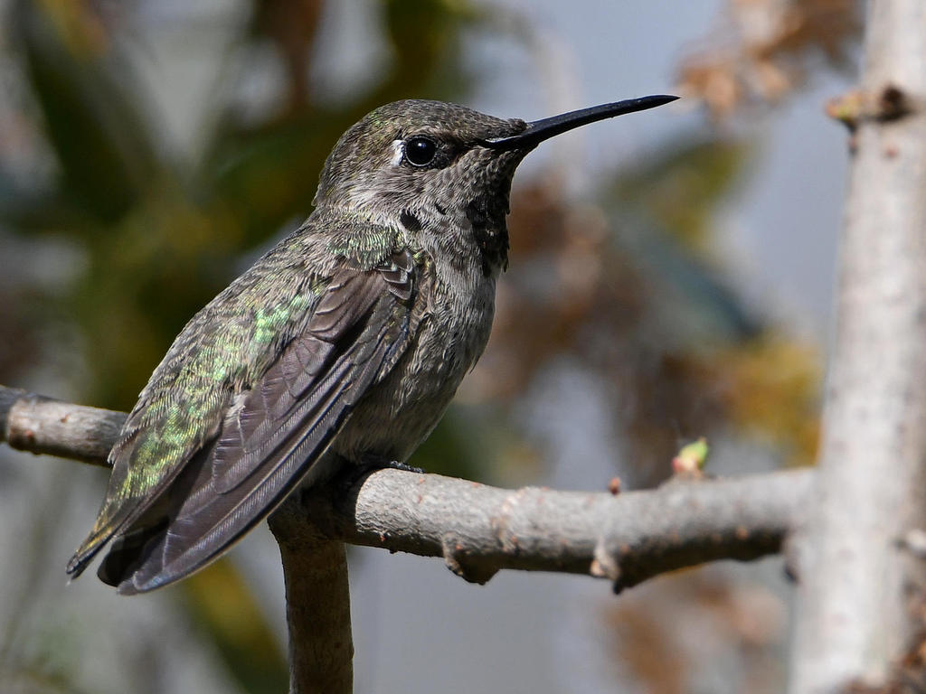 Hummer4.jpg