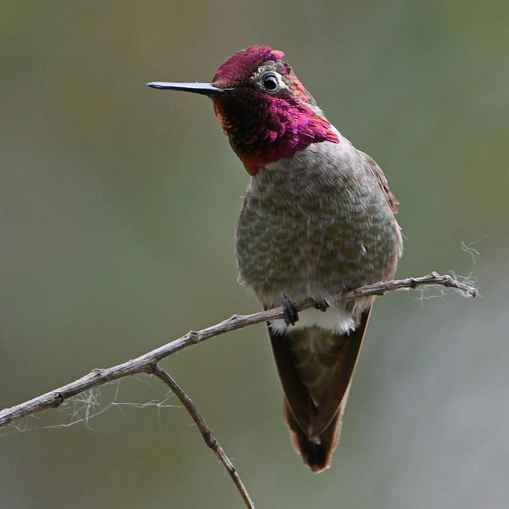 Hummer4.jpg