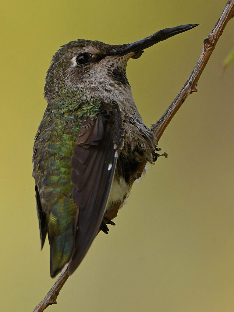Hummer4.jpg