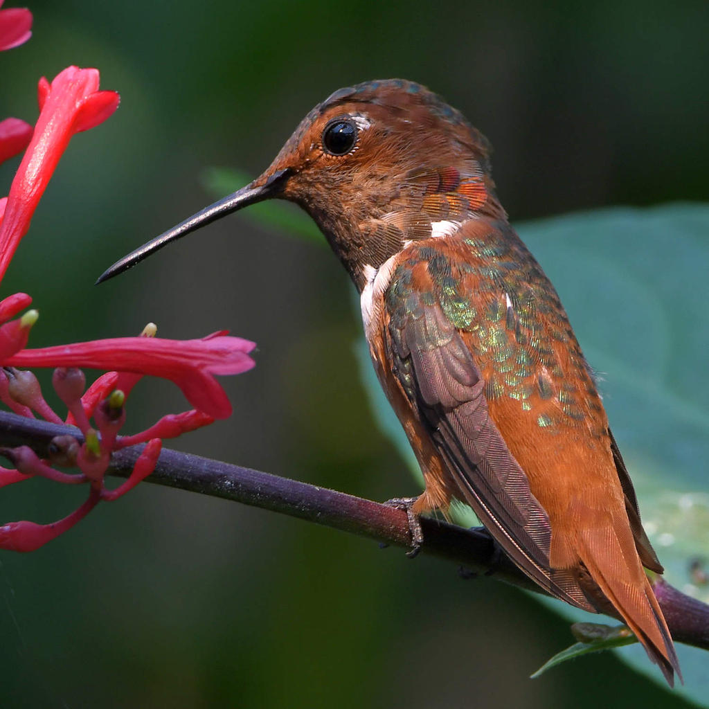 Hummer4.jpg