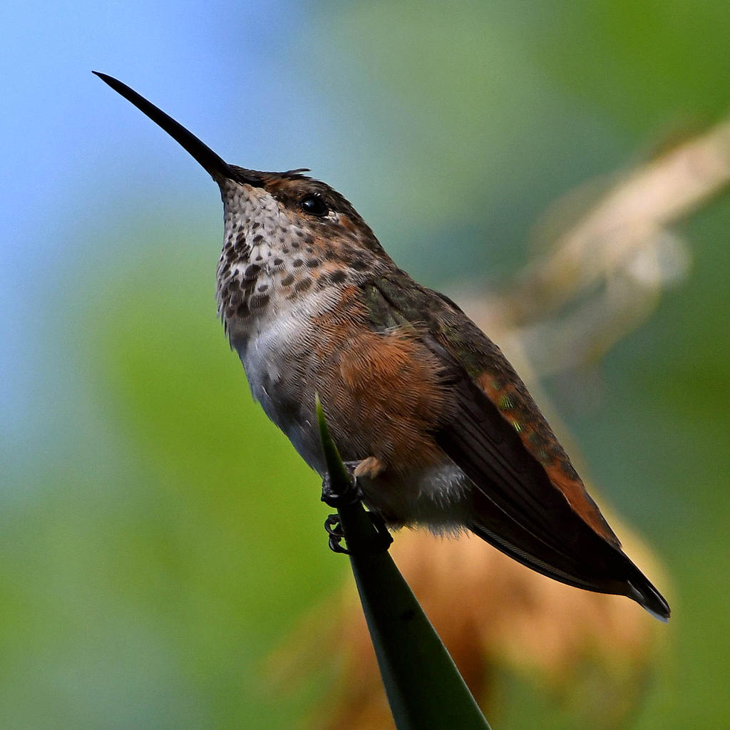 Hummer4.jpg