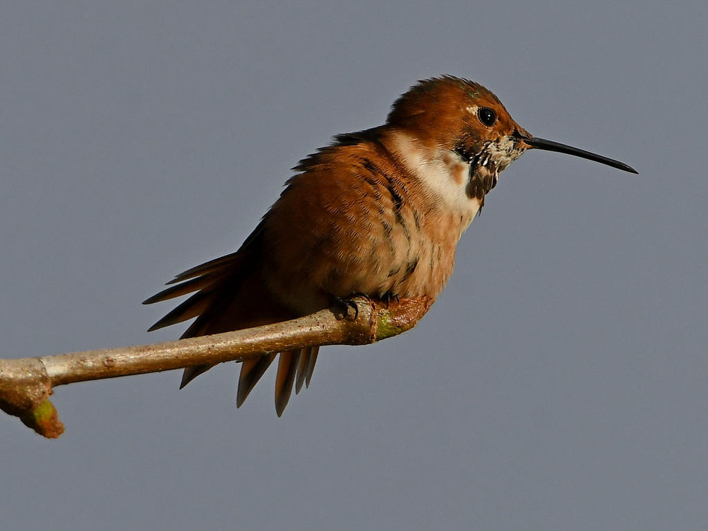 Hummer4.jpg