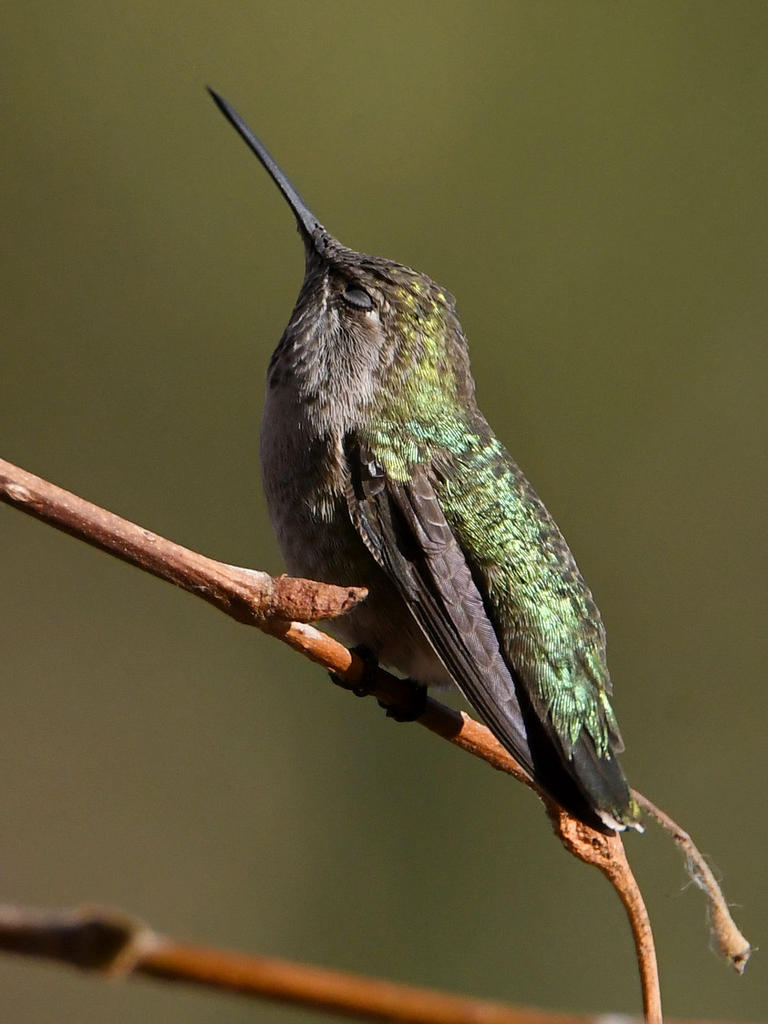 Hummer4.jpg