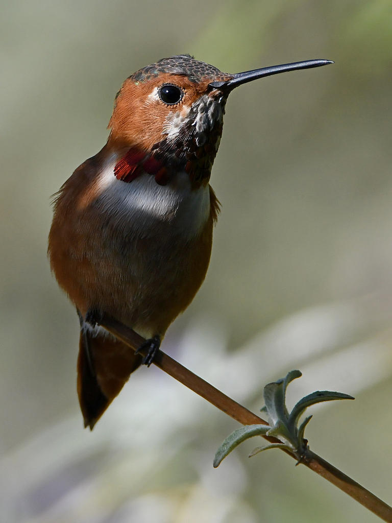 Hummer4.jpg