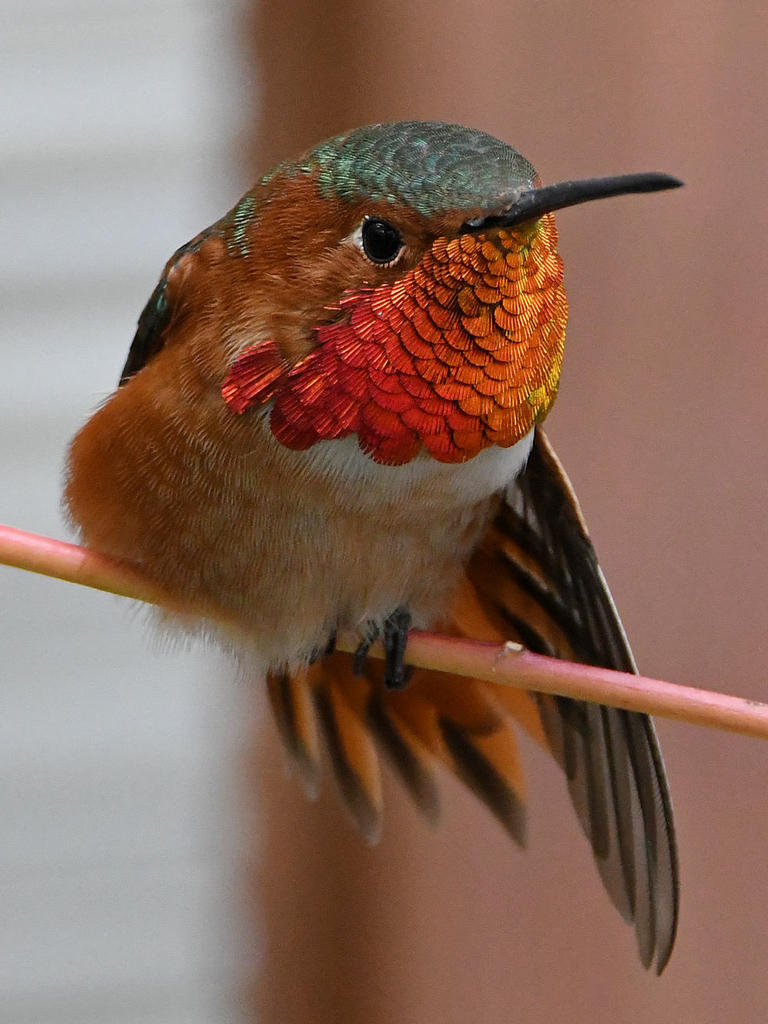 Hummer4.jpg
