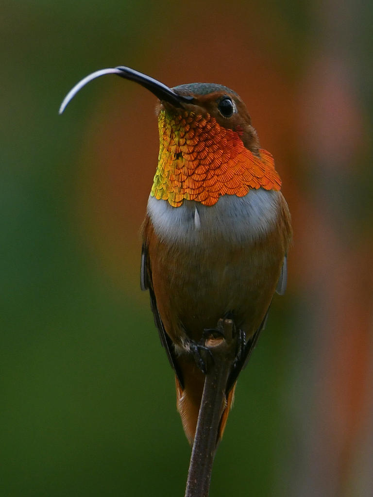 Hummer4.jpg