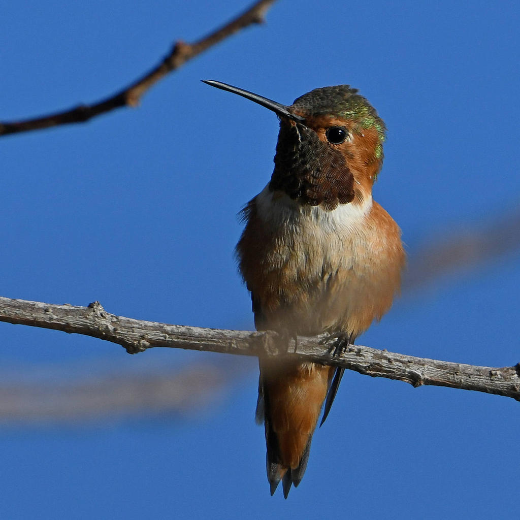 Hummer4.jpg