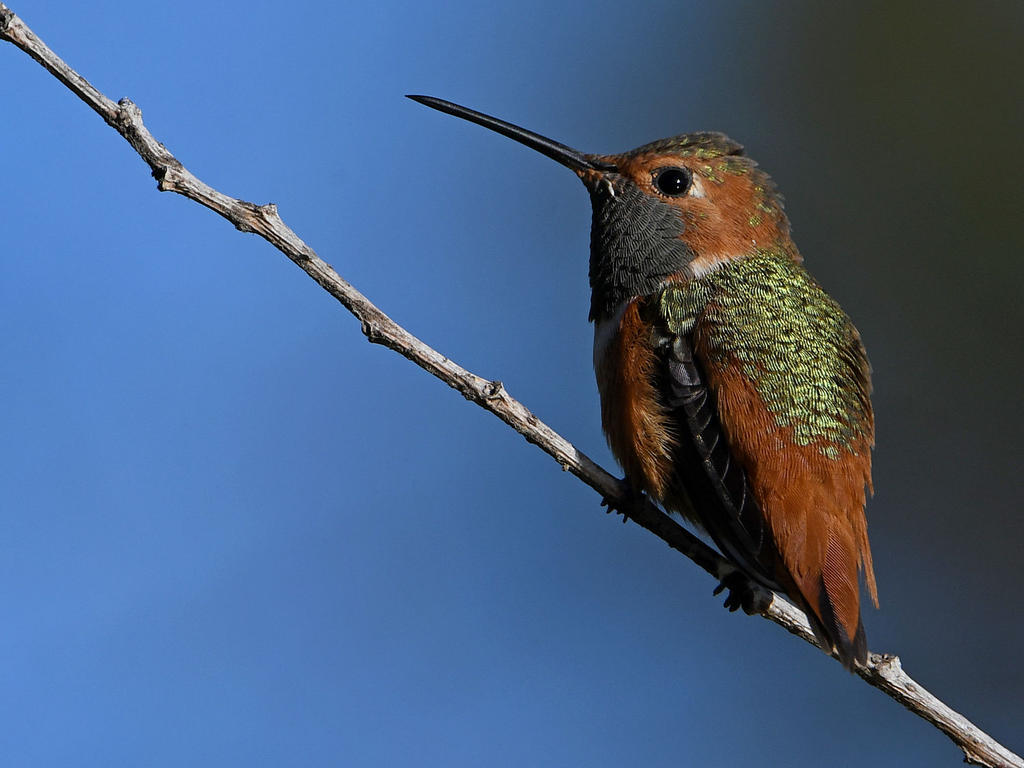 Hummer4.jpg