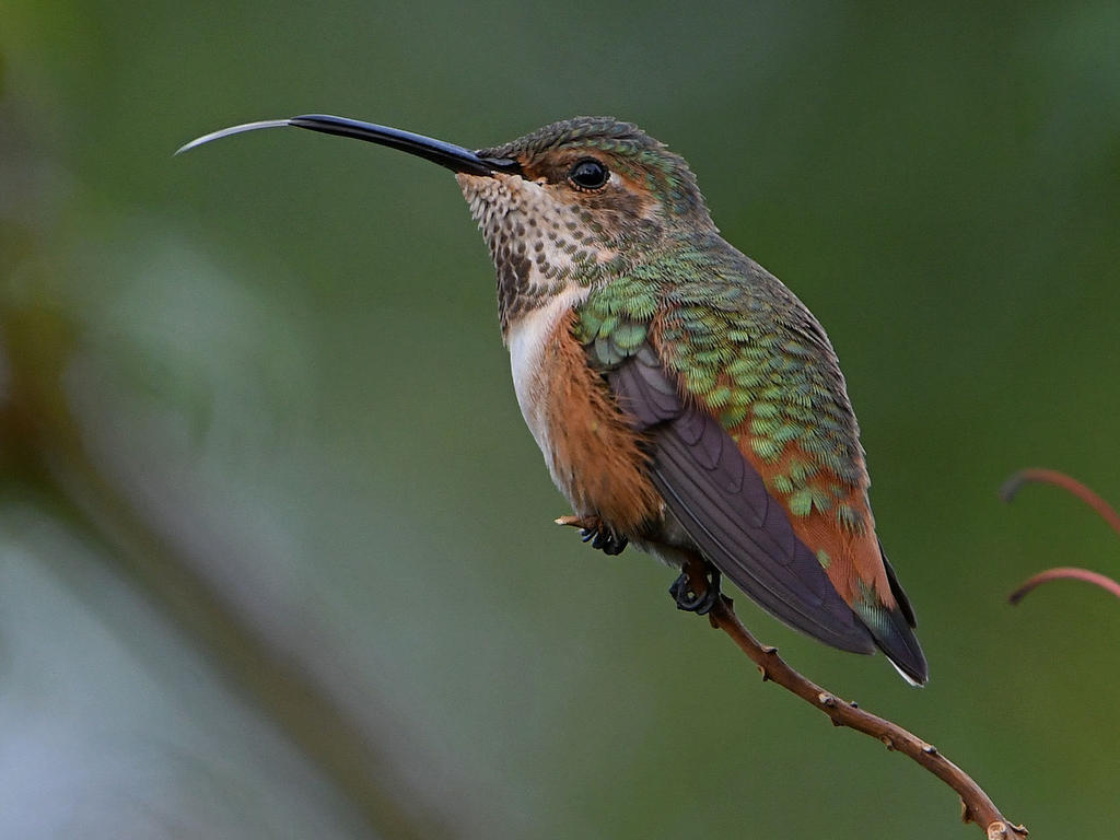 Hummer4.jpg