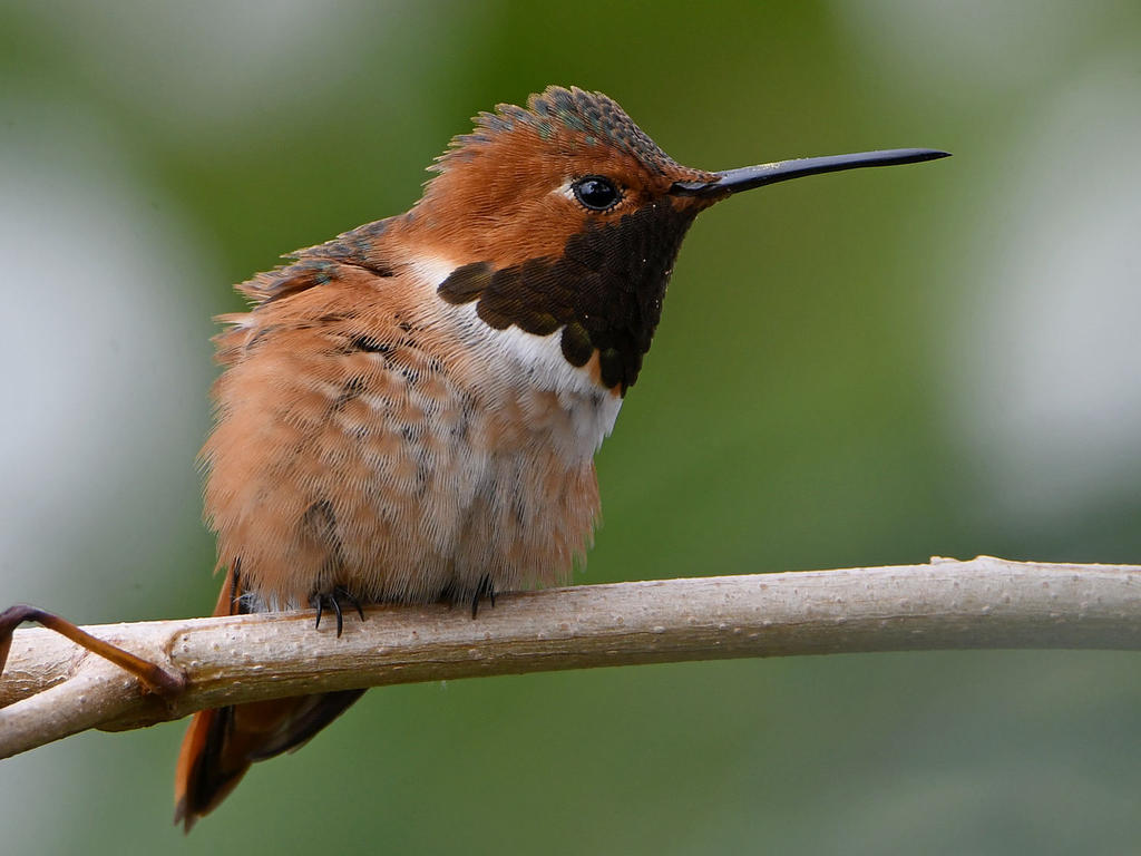 Hummer4.jpg