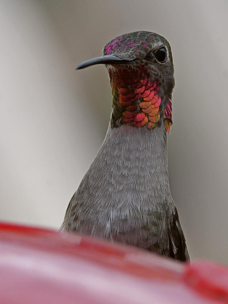 Hummer4.jpg