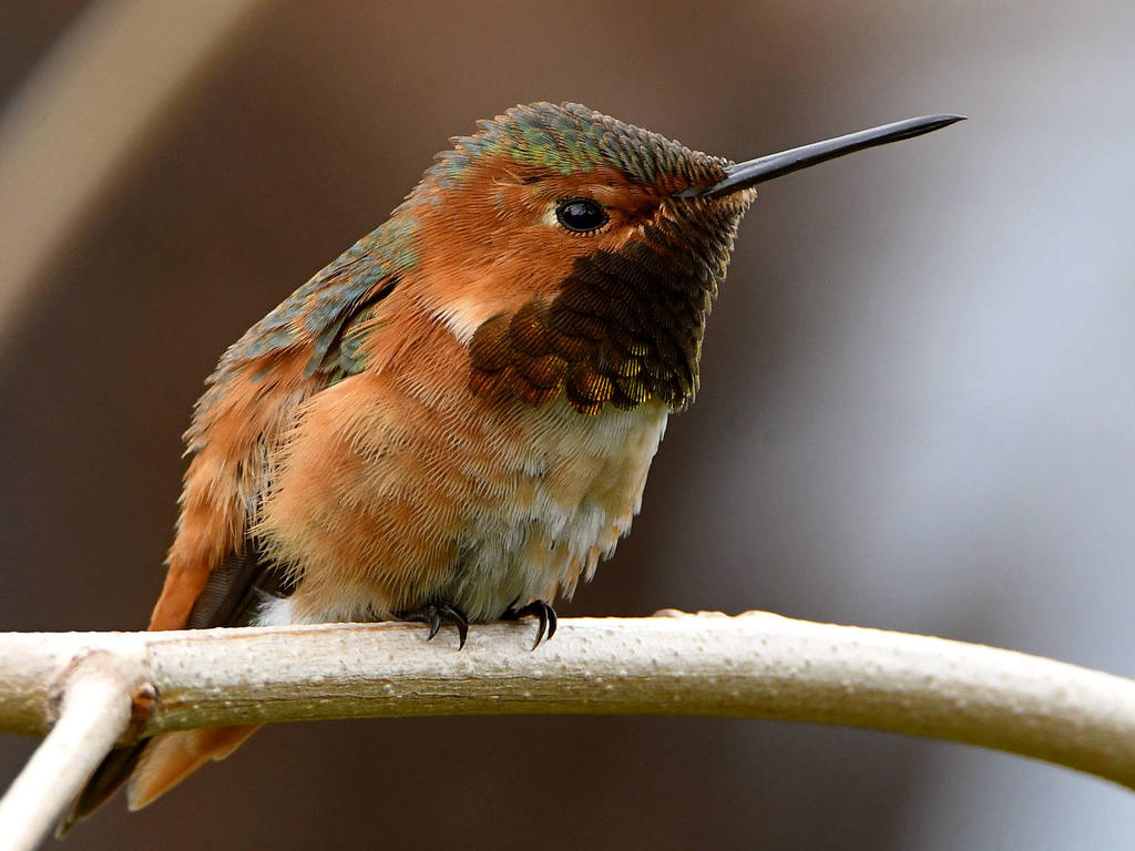 Hummer4.jpg