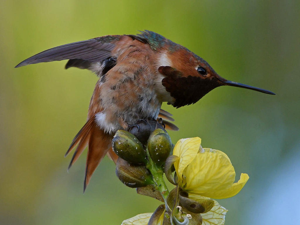 Hummer4.jpg
