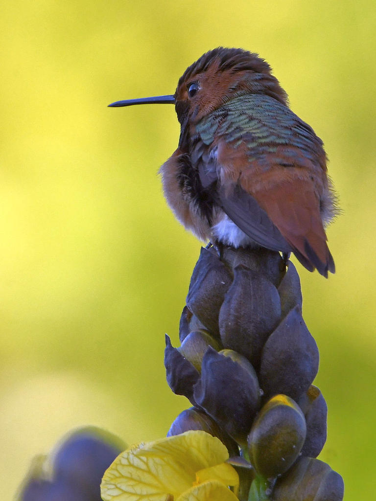 Hummer4.jpg
