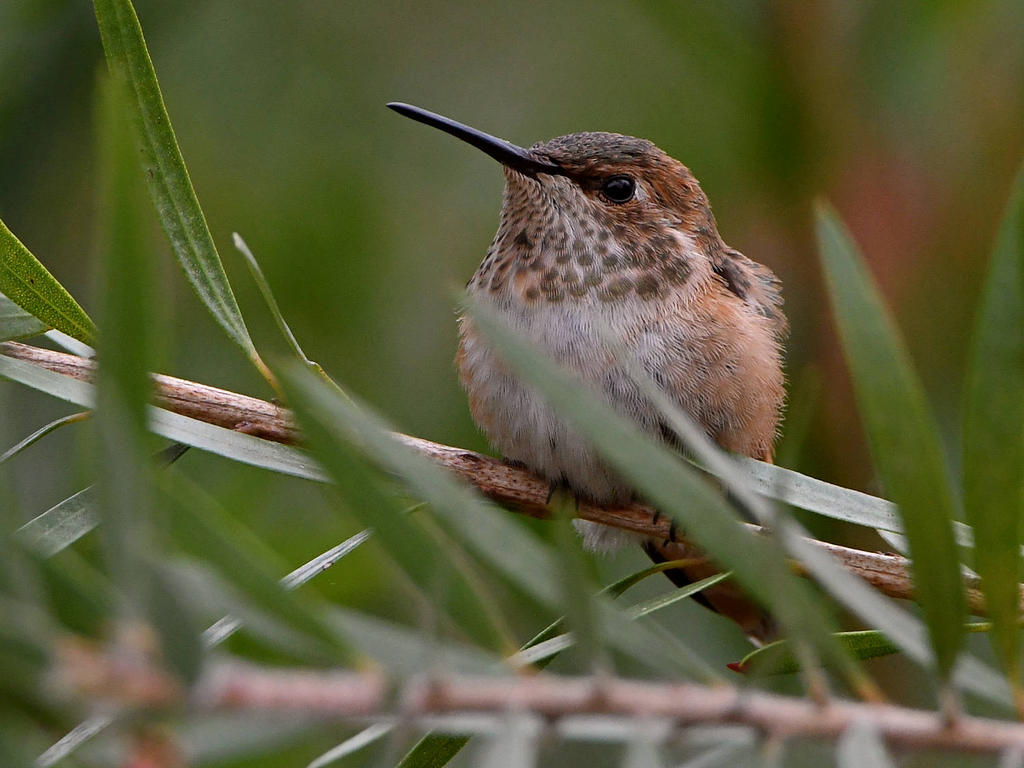 Hummer4.jpg