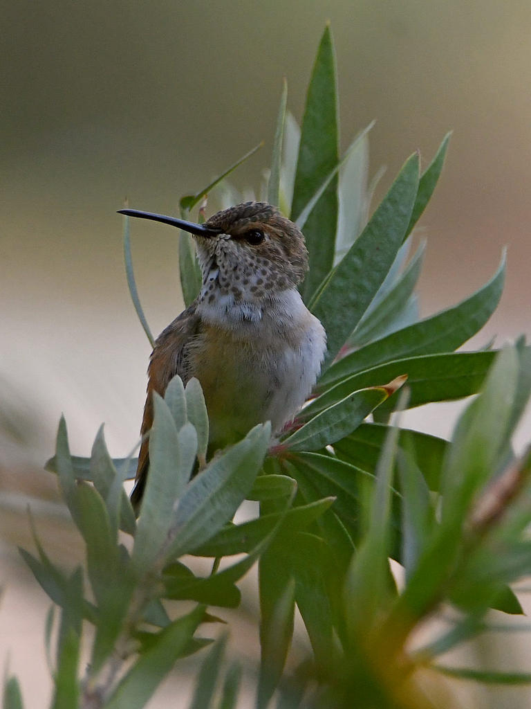 Hummer4.jpg