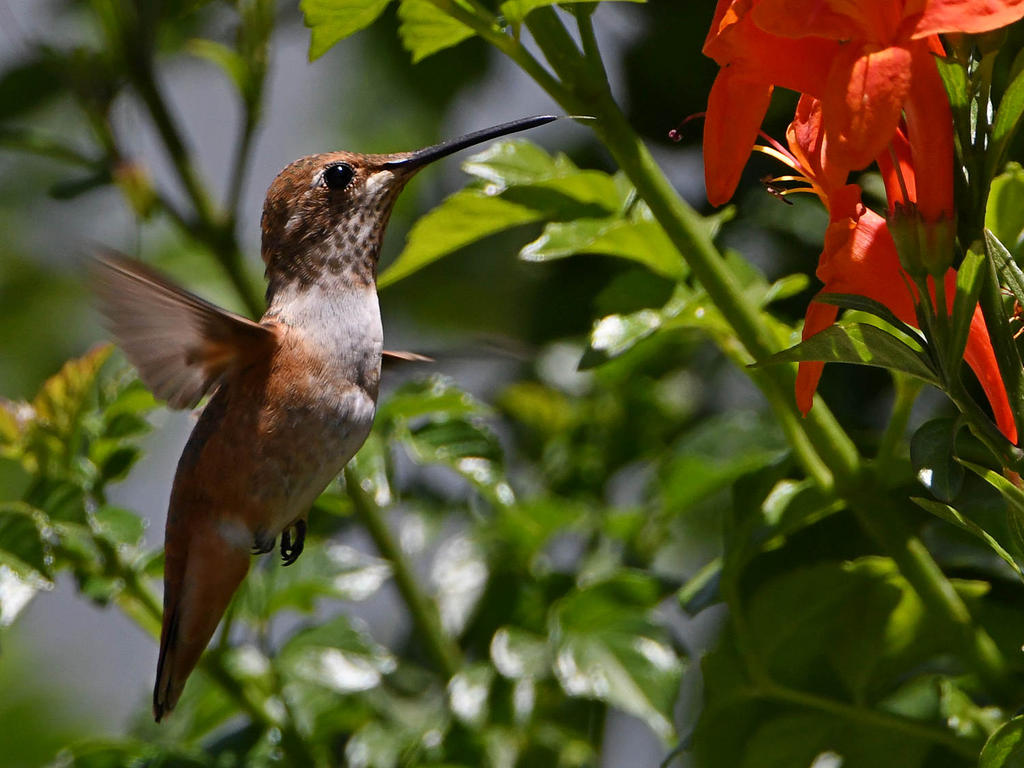 Hummer4.jpg