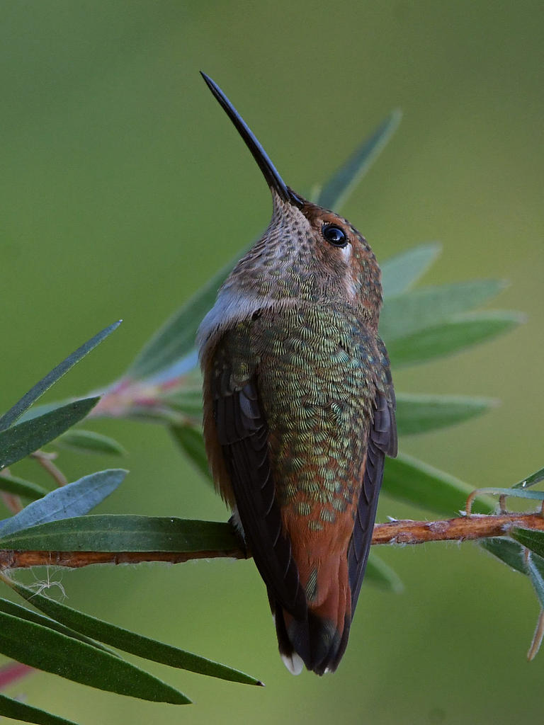 Hummer4.jpg