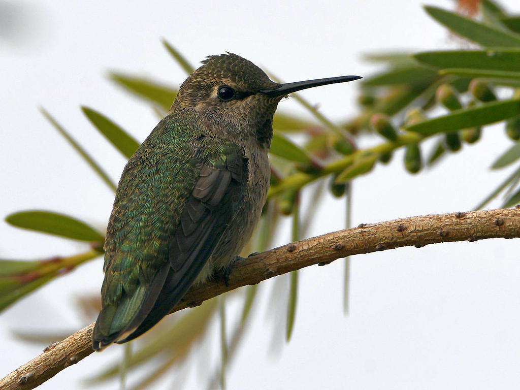 Hummer4.jpg