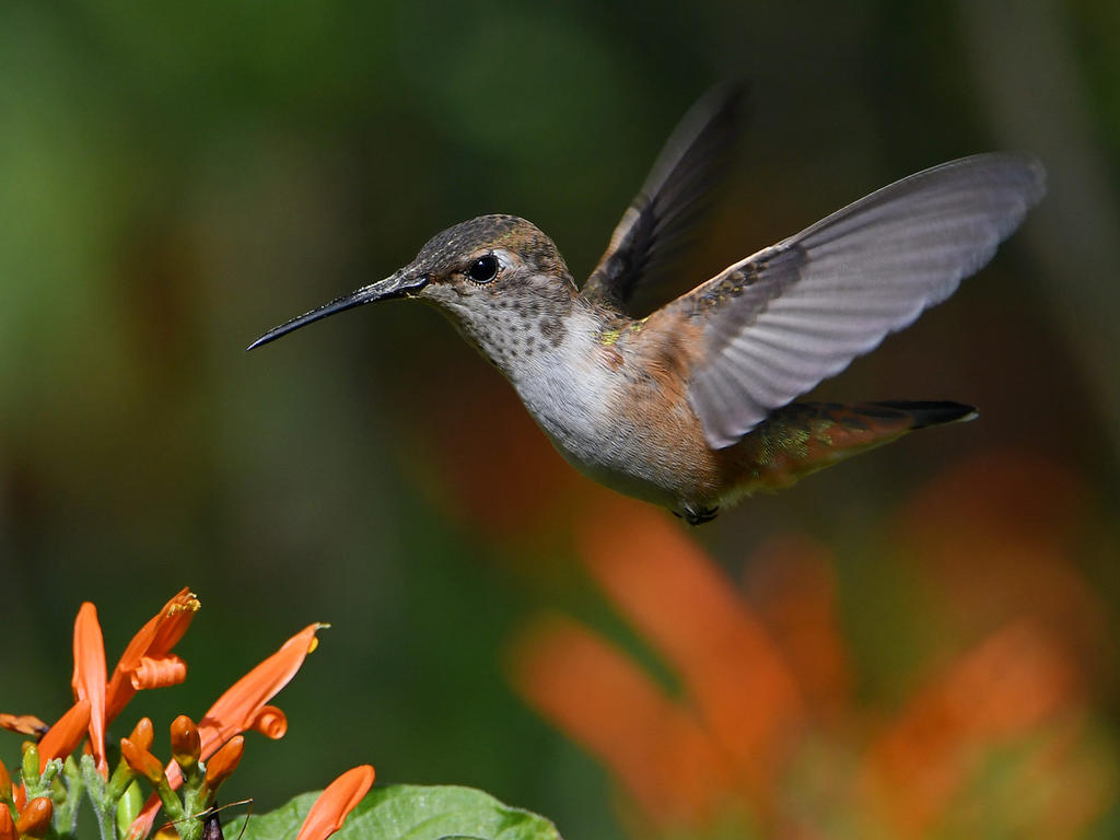 Hummer4.jpg