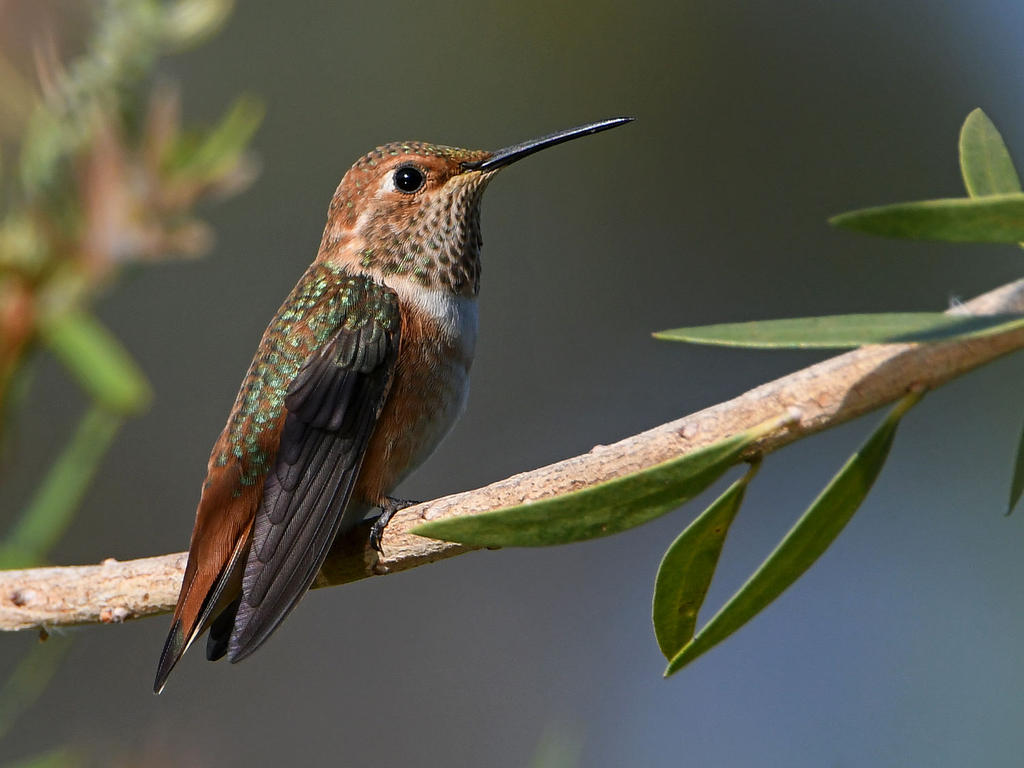 Hummer4.jpg