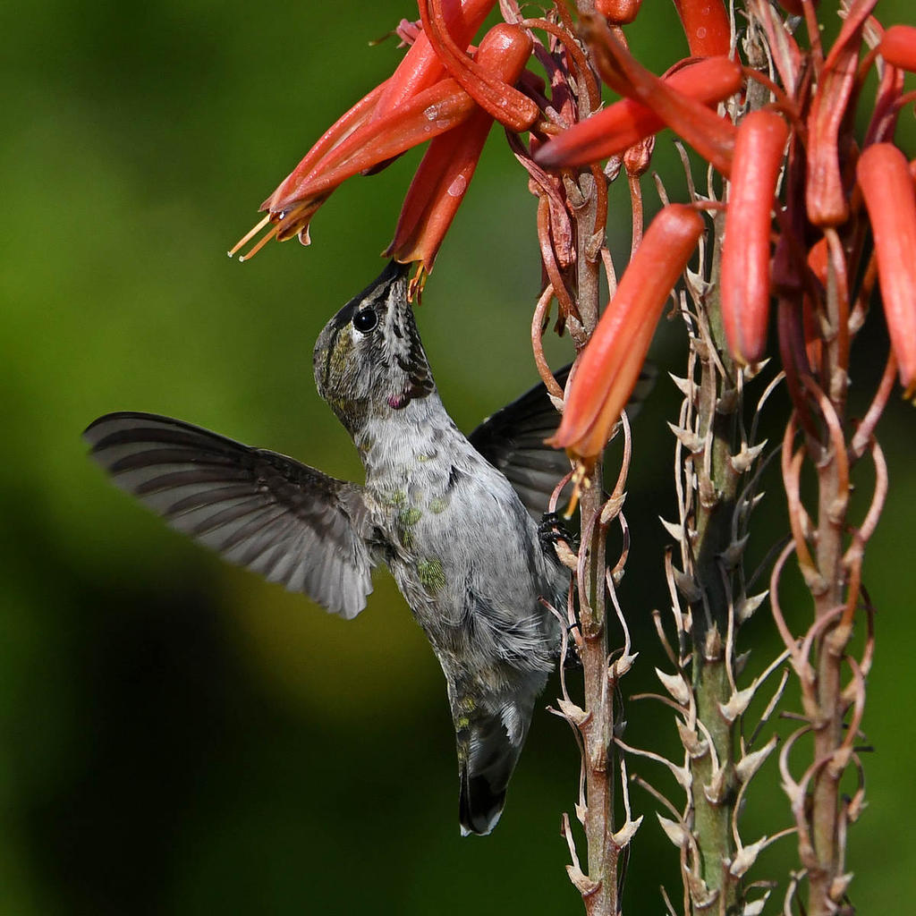 Hummer4.jpg