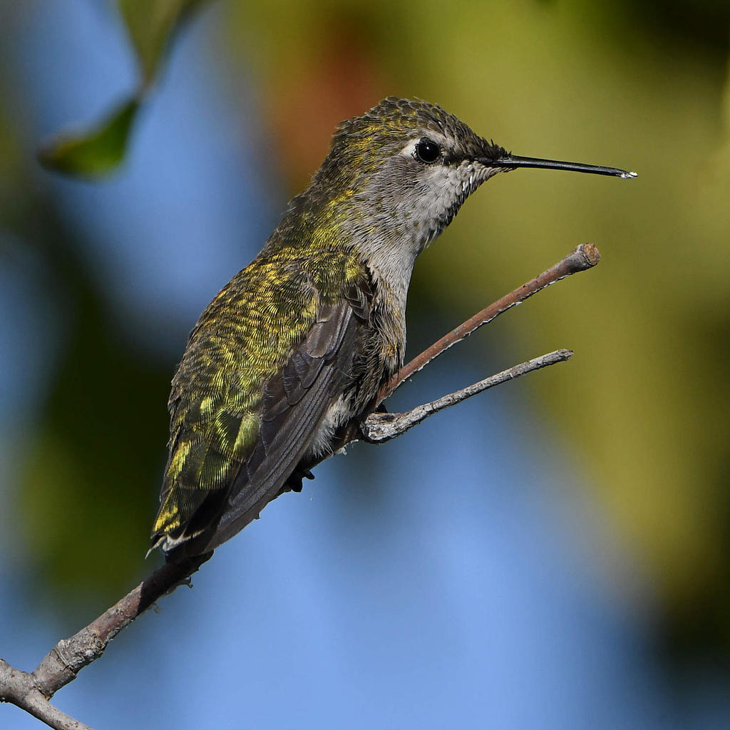 Hummer4.jpg