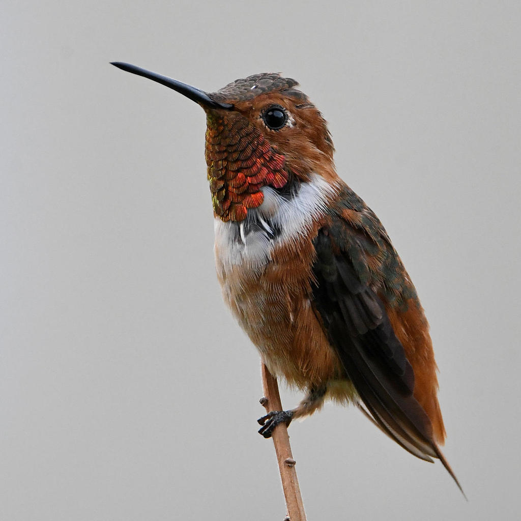Hummer4.jpg