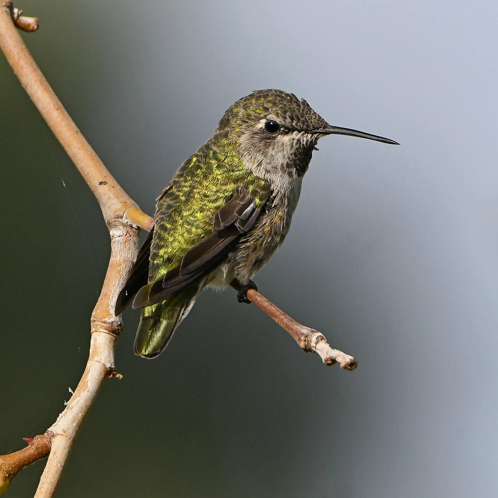 Hummer4.jpg