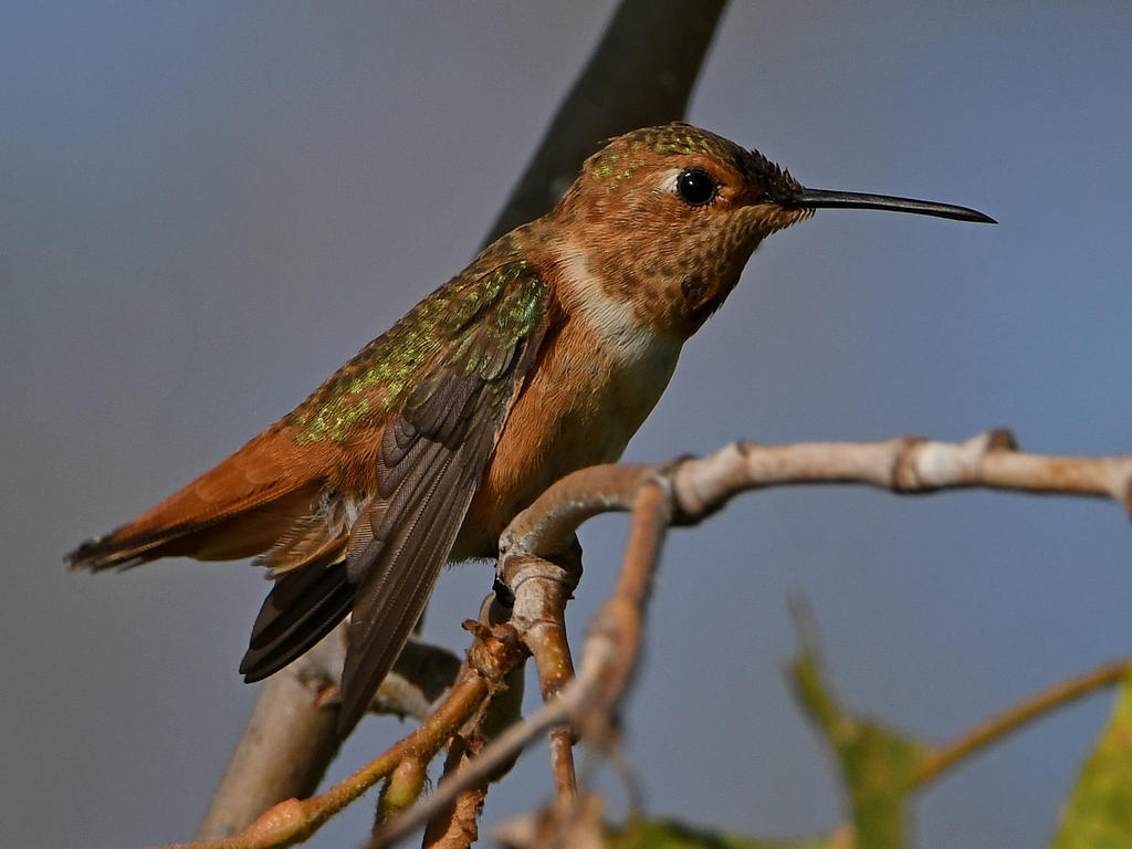 Hummer4.jpg