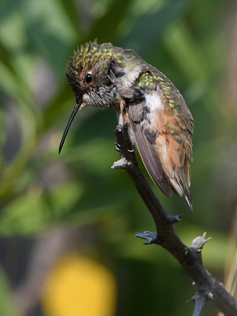 Hummer4.jpg
