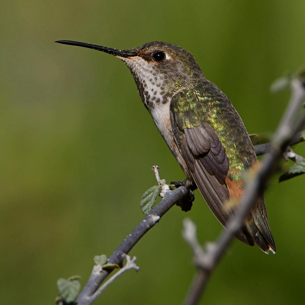 Hummer4.jpg