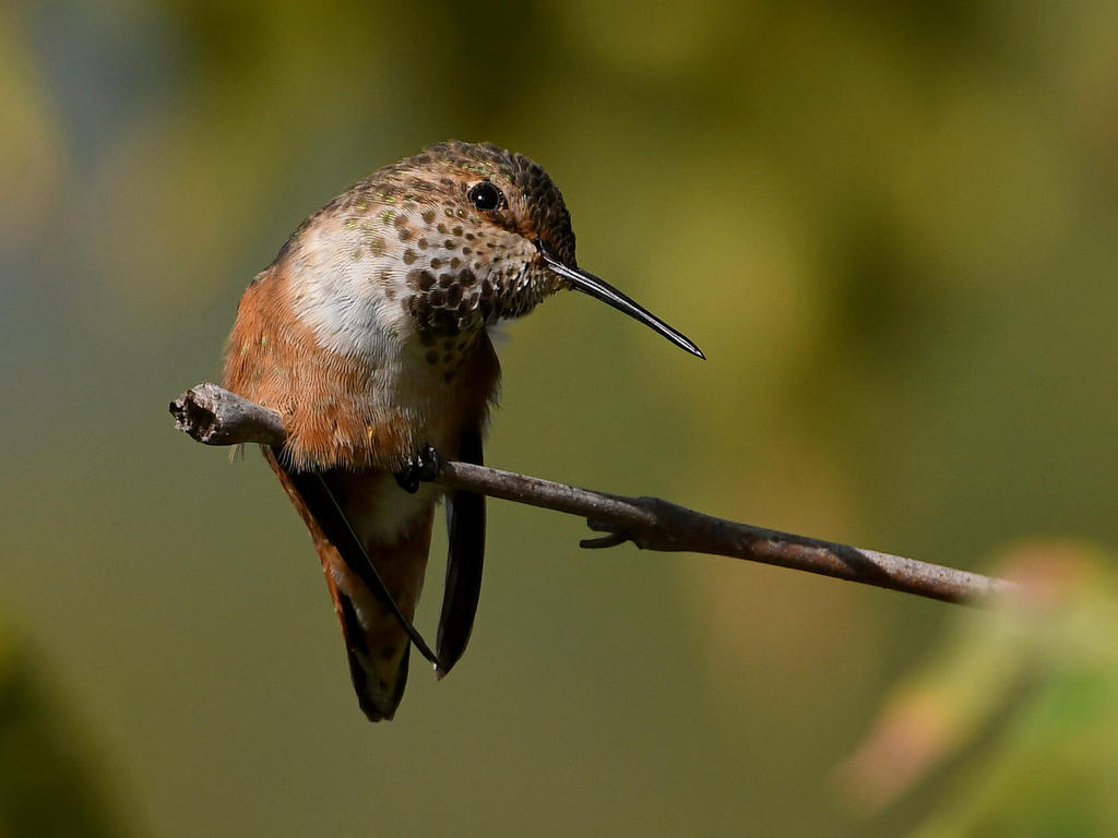 Hummer4.jpg
