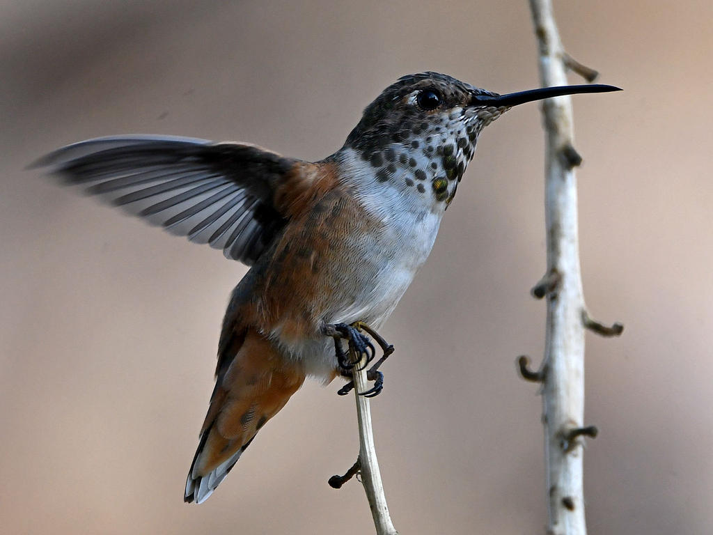 Hummer4.jpg