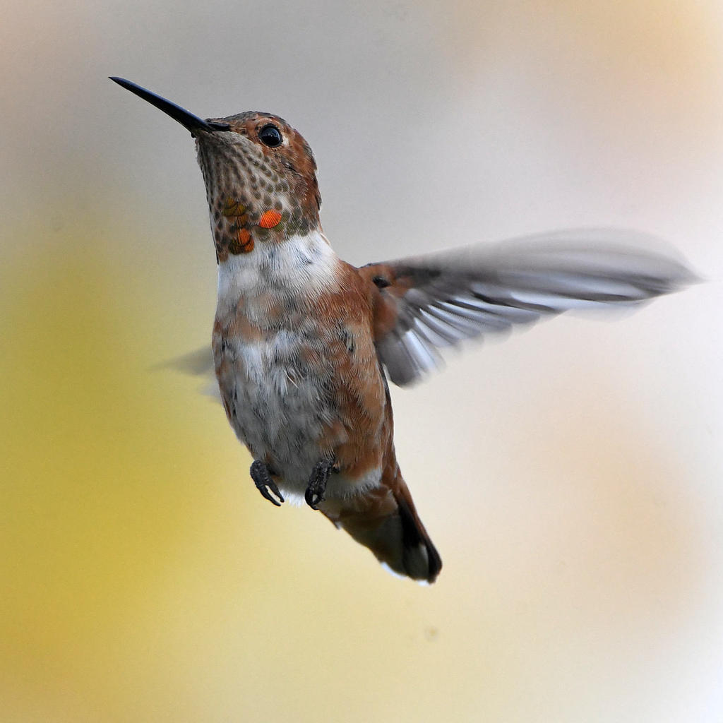 Hummer4.jpg